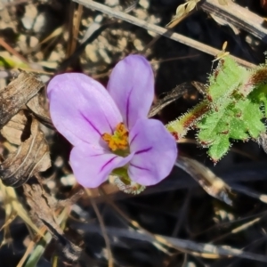 Erodium brachycarpum at O'Malley, ACT - 25 Oct 2023 08:43 AM