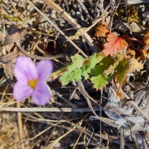 Erodium brachycarpum at O'Malley, ACT - 25 Oct 2023 08:43 AM