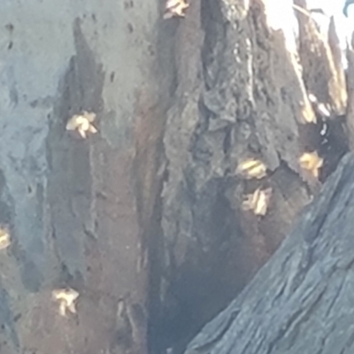 Apis mellifera (European honey bee) at O'Malley, ACT - 25 Oct 2023 by Mike