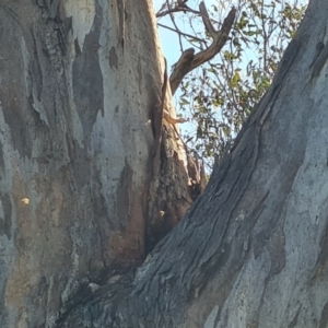 Apis mellifera at O'Malley, ACT - 25 Oct 2023 09:00 AM