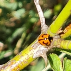 Coccinella transversalis (Transverse Ladybird) at Mount Mugga Mugga - 24 Oct 2023 by Mike