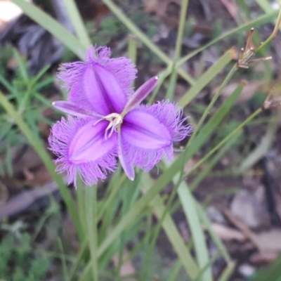 Thysanotus tuberosus subsp. tuberosus (Common Fringe-lily) at Yaouk, NSW - 14 Mar 2022 by JARS