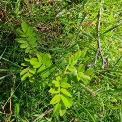 Sorbus domestica (Service Tree) at O'Malley, ACT - 24 Oct 2023 by Mike