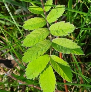 Sorbus domestica at O'Malley, ACT - 25 Oct 2023