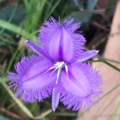 Thysanotus tuberosus subsp. tuberosus (Common Fringe-lily) at Yaouk, NSW - 22 Feb 2022 by JARS