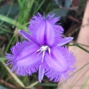 Thysanotus tuberosus subsp. tuberosus at Yaouk, NSW - suppressed