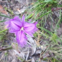 Thysanotus tuberosus subsp. tuberosus (Common Fringe-lily) at Yaouk, NSW - 30 Dec 2020 by JARS