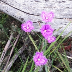 Thysanotus tuberosus subsp. tuberosus at Yaouk, NSW - 30 Dec 2020