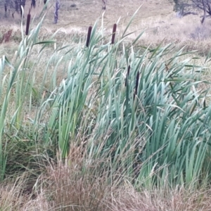 Typha latifolia at Yaouk, NSW - suppressed