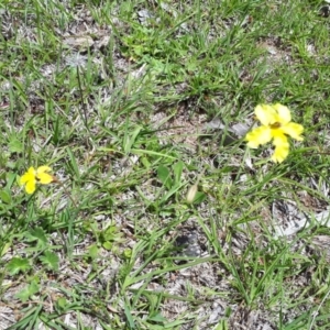 Goodenia paradoxa at Yaouk, NSW - suppressed