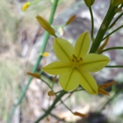Bulbine glauca (Rock Lily) at Yaouk, NSW - 6 Dec 2022 by JARS