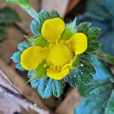 Potentilla indica (Indian Strawberry) at Lyneham, ACT - 25 Oct 2023 by trevorpreston
