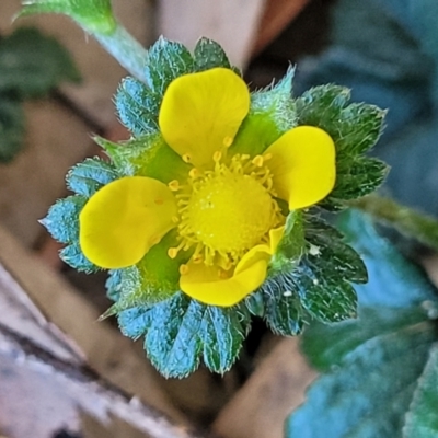 Potentilla indica (Indian Strawberry) at Lyneham, ACT - 24 Oct 2023 by trevorpreston