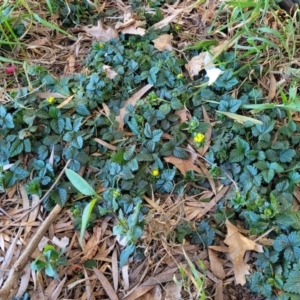 Potentilla indica at Lyneham, ACT - 25 Oct 2023