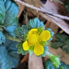 Potentilla indica at Lyneham, ACT - 25 Oct 2023