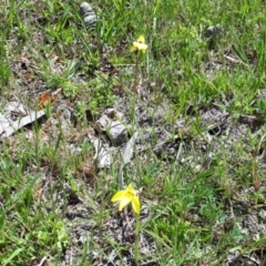 Diuris subalpina (Small Snake Orchid) at Yaouk, NSW - 21 Oct 2020 by JARS