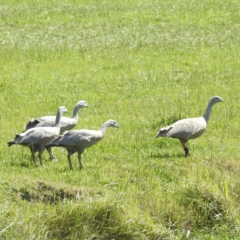 Cereopsis novaehollandiae (Cape Barren Goose) at Yambacoona, TAS - 24 Oct 2023 by HelenCross
