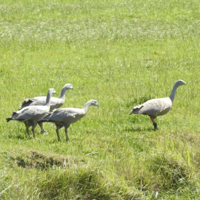 Cereopsis novaehollandiae (Cape Barren Goose) at King Island - 24 Oct 2023 by HelenCross