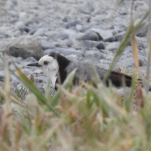 Epthianura albifrons at Currie, TAS - 20 Oct 2023