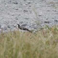 Epthianura albifrons at Currie, TAS - 20 Oct 2023