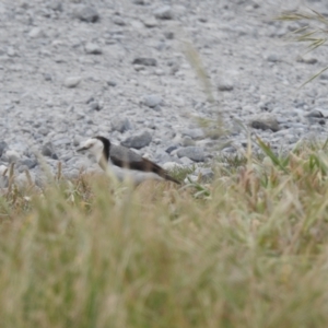 Epthianura albifrons at Currie, TAS - 20 Oct 2023