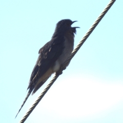 Cacomantis flabelliformis (Fan-tailed Cuckoo) at Grassy, TAS - 22 Oct 2023 by HelenCross