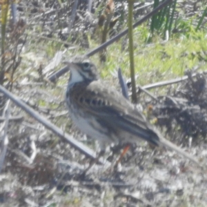 Anthus australis at Egg Lagoon, TAS - 24 Oct 2023