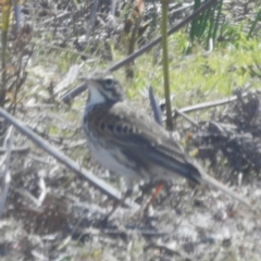 Anthus australis (Australian Pipit) at Lavinia State Reserve - 24 Oct 2023 by HelenCross