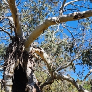 Eucalyptus pauciflora subsp. pauciflora at Molonglo Valley, ACT - 25 Oct 2023