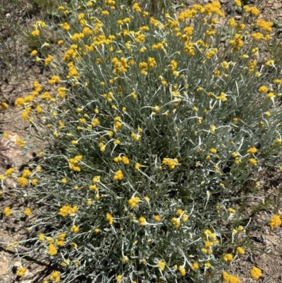 Chrysocephalum apiculatum (Common Everlasting) at Franklin, ACT - 25 Oct 2023 by lbradley