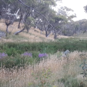 Lythrum salicaria at Yaouk, NSW - suppressed