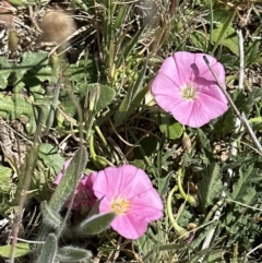 Convolvulus angustissimus subsp. angustissimus (Australian Bindweed) at Budjan Galindji (Franklin Grassland) Reserve - 25 Oct 2023 by lbradley