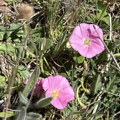 Convolvulus angustissimus subsp. angustissimus (Australian Bindweed) at Franklin, ACT - 25 Oct 2023 by lbradley