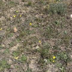 Convolvulus angustissimus subsp. angustissimus at Franklin, ACT - 25 Oct 2023 11:34 AM