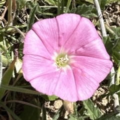 Convolvulus angustissimus subsp. angustissimus at Franklin, ACT - 25 Oct 2023 11:34 AM