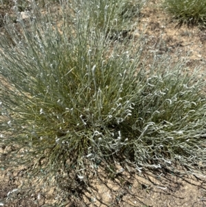 Calocephalus citreus at Franklin, ACT - 25 Oct 2023