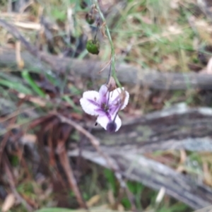 Arthropodium milleflorum at Yaouk, NSW - suppressed