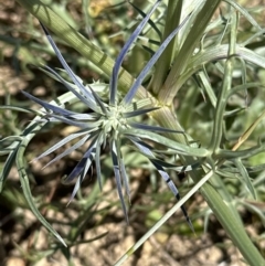 Eryngium ovinum at Franklin, ACT - 25 Oct 2023