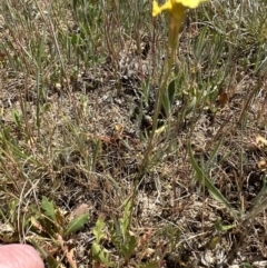 Goodenia pinnatifida (Scrambled Eggs) at Budjan Galindji (Franklin Grassland) Reserve - 25 Oct 2023 by lbradley