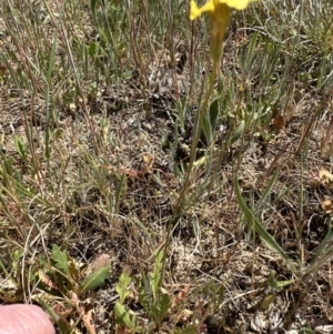 Goodenia pinnatifida at Franklin, ACT - 25 Oct 2023 11:44 AM