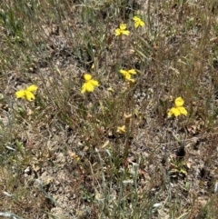 Goodenia pinnatifida at Franklin, ACT - 25 Oct 2023 11:44 AM