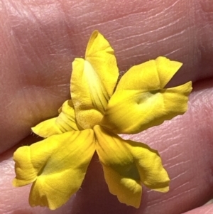 Goodenia pinnatifida at Franklin, ACT - 25 Oct 2023 11:44 AM