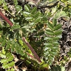 Acaena sp. (A Sheep's Burr) at Franklin, ACT - 25 Oct 2023 by lbradley