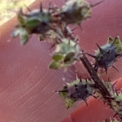 Acaena (genus) at Franklin, ACT - 25 Oct 2023 11:49 AM