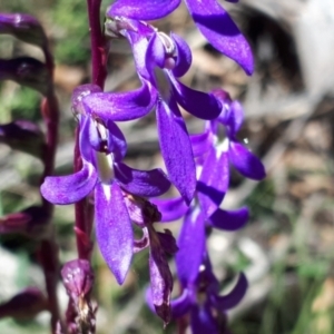 Lobelia gibbosa at Yaouk, NSW - suppressed