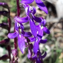 Lobelia gibbosa (Tall Lobelia) at Yaouk, NSW - 5 Apr 2022 by JARS