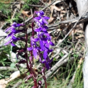 Lobelia gibbosa at Yaouk, NSW - suppressed