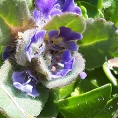 Ajuga australis (Austral Bugle) at Yaouk, NSW - 18 Oct 2023 by JARS