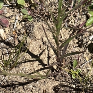 Wahlenbergia capillaris at Franklin, ACT - 25 Oct 2023