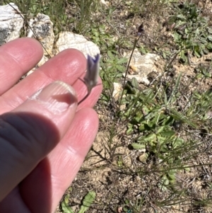 Wahlenbergia capillaris at Franklin, ACT - 25 Oct 2023